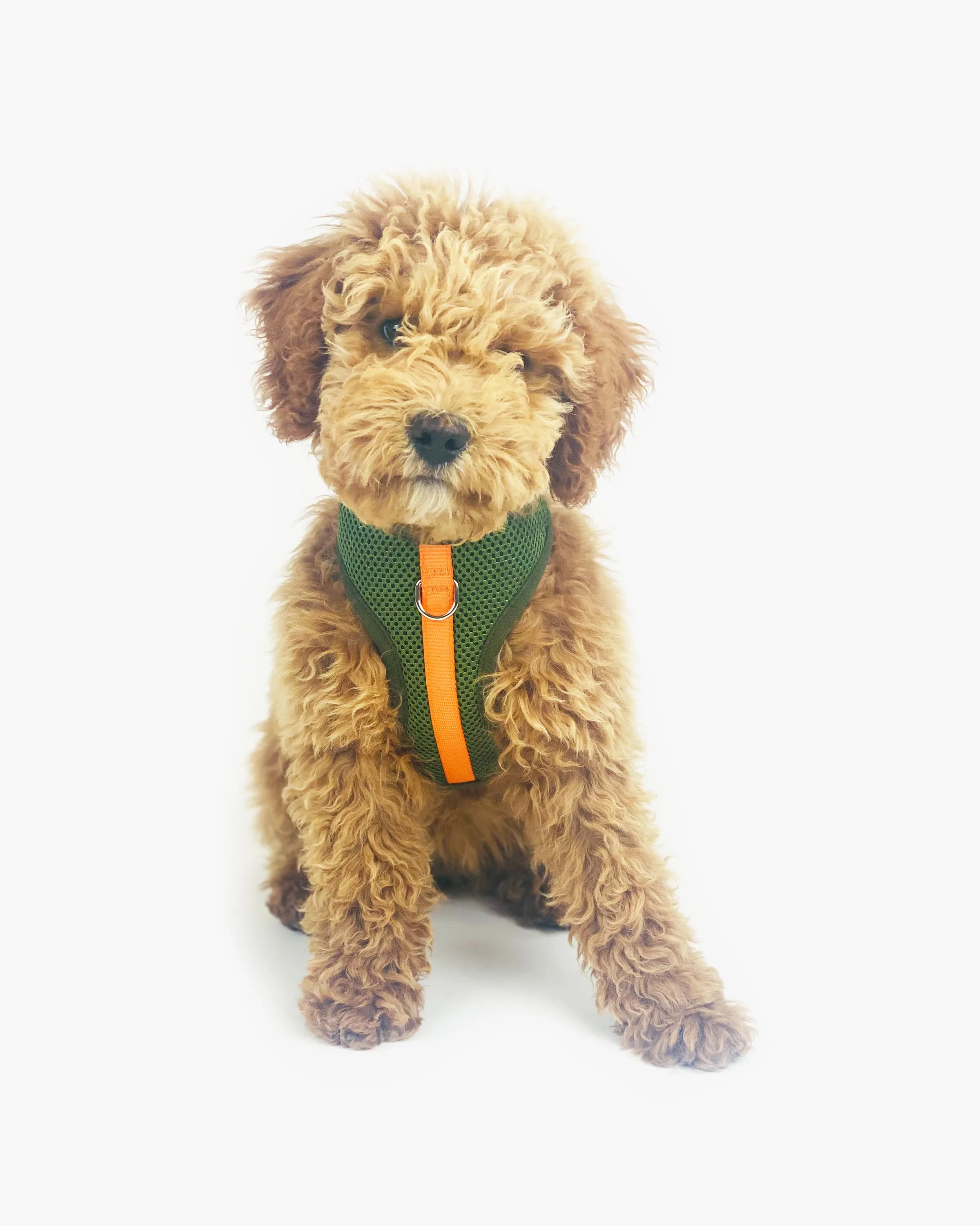 Color-Block Padded Harness