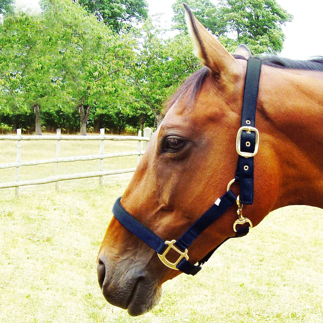 JHL Padded Headcollar